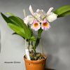 Cattleya Fabula Rosada.